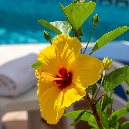 Magic El Paraiso With Private Pool M3 Estepona